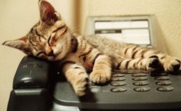 Chaton qui dort sur un téléphone