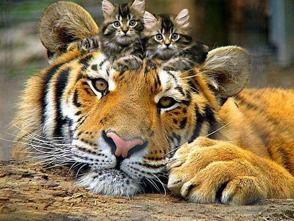 chatons-tigre