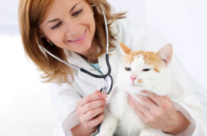 chat-veterinaire