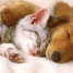 Un chat et chien qui dorment ensemble