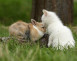 Un lapin et un chat : Joyeuses Pâques !