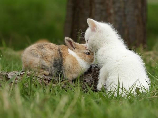 Un chaton et un lapin