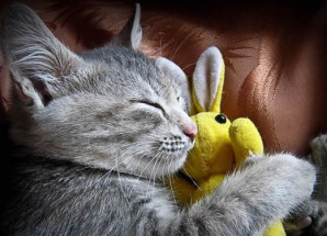 Un chaton qui dort avec son doudou