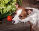 Fruits et légumes : une alimentation différente pour votre chien cet été