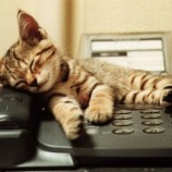 Chaton qui dort sur un téléphone