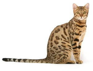 race-bengal