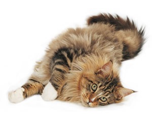 race-maine-coon