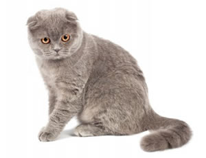 race-scottish-fold