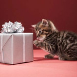 Les box cadeau pour chats : de nouveaux cadeaux chaque mois