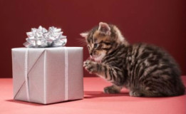 Les box cadeau pour chats : de nouveaux cadeaux chaque mois