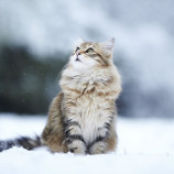 Chat dans la neige