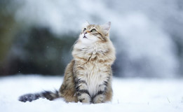 Chat dans la neige