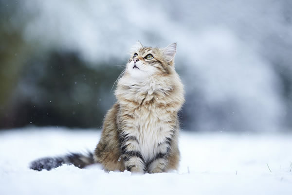 chat-neige-L600