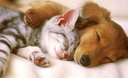 Un chat et chien qui dorment ensemble
