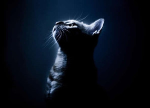 Un chat dans la nuit