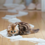 Un chaton qui joue avec le papier toilette