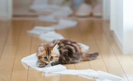 Un chaton qui joue avec le papier toilette