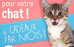 Gagnez la Miaoubox de Mars 2014 grâce à Mamaw !