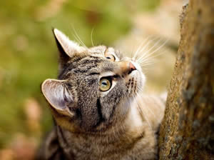 Chat qui chasse dans la nature