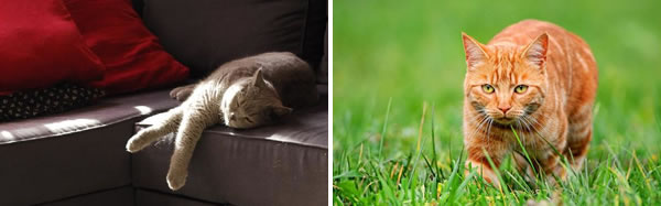Chat d'intérieur et chat d'extérieur