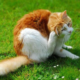 Puces, tiques et autres parasites externes qui peuvent infester votre chat