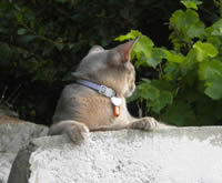 Chat domestique avec collier et médaille