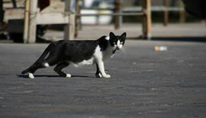 Les chats sur la route : danger !