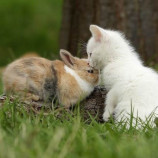 Un lapin et un chat : Joyeuses Pâques !