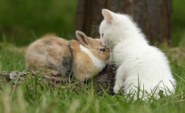 Un lapin et un chat : Joyeuses Pâques !