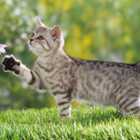 Chat dans la nature printanière