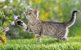 Chat dans la nature printanière