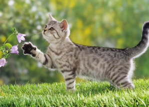 Chat dans la nature printanière