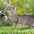 Chat dans la nature printanière