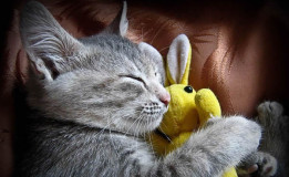 Un chaton qui dort avec son doudou