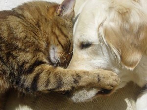 Amitié chat et chien