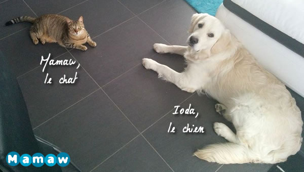 Mamaw le chat et Ioda le chien