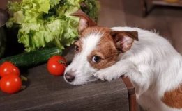 Fruits et légumes : une alimentation différente pour votre chien cet été