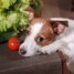 Fruits et légumes : une alimentation différente pour votre chien cet été