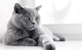 Le British Shorthair : un animal de compagnie idéal pour les familles