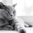 Le British Shorthair : un animal de compagnie idéal pour les familles